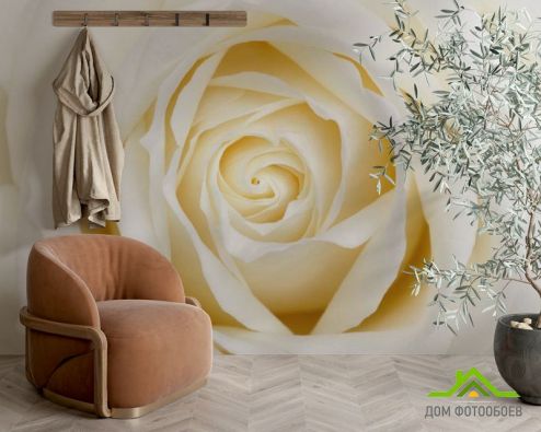 выбрать Фотообои Бежево-белая розочка Фотообои Фотообои Розы: горизонталная, горизонтальная ориентация на стену