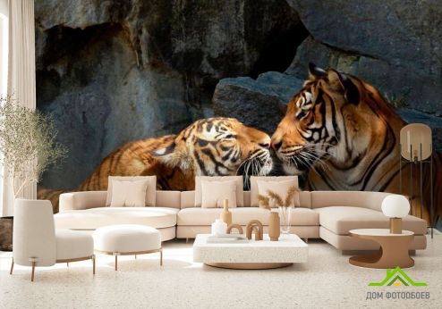 выбрать Фотообои Нежность тигров Фотообои Фотообои Тигры: горизонталная, горизонтальная ориентация на стену