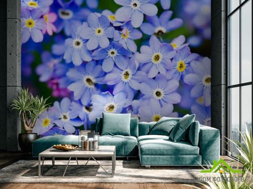 выбрать Фотошпалери Блакитні квіти весняні  на стіну