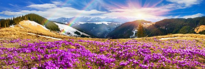 Фотошпалери поляна з бузковими квітами в горах