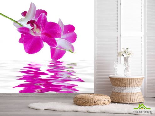 выбрать Фотообои Орхидеи цвета фусии Фотообои Фотообои Цветы: квадратная, розовый ориентация на стену