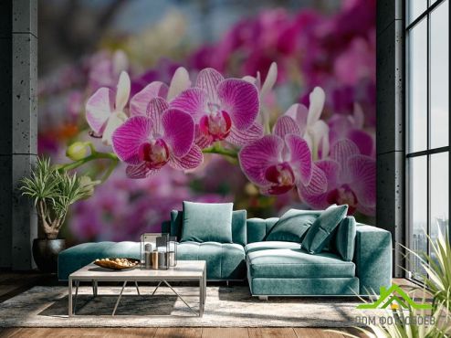 выбрать Фотообои Розовые орхидеи цветут Розовые фотообои на стену
