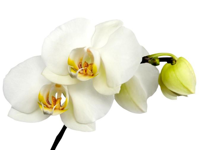 Фотообои Орхидеи желто-белые
