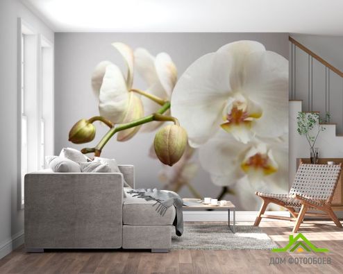 выбрать Фотообои Орхидея белоснежная Фотообои Фотообои Орхидеи: фото, горизонталная, горизонтальная  на стену