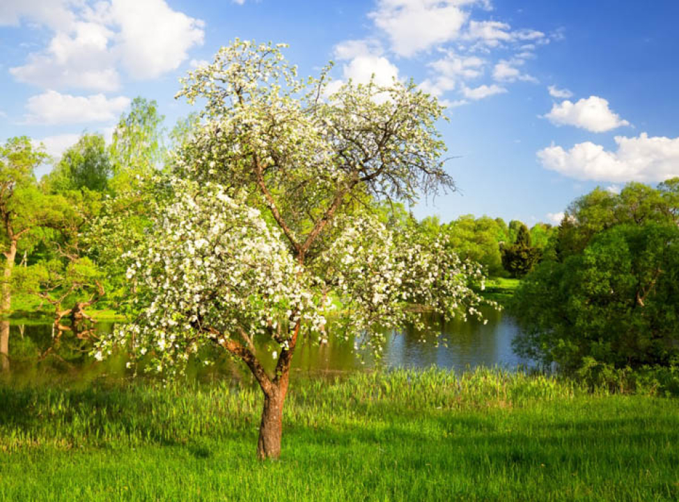 выбрать Фотошпалери природа Каталог фотошпалер на стіну