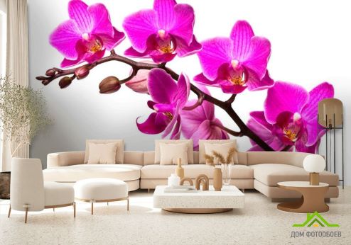 выбрать Фотообои Ветка малиновых орхидей Фотообои Фотообои Орхидеи: фото, горизонталная, горизонтальная  на стену