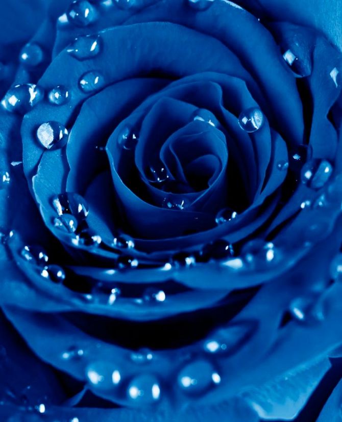 Фотошпалери Роза яскраво-синя