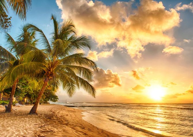 Фотообои пальмы над морем и желтые облака