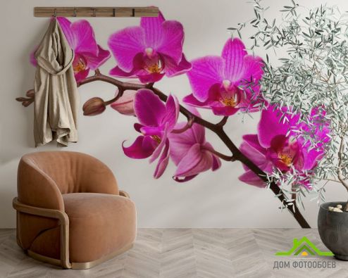 выбрать Фотошпалери Гілка малинових орхідей Рожеві фотошпалери на стіну