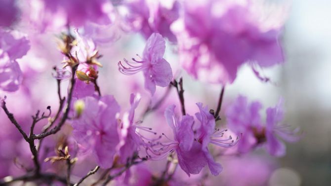 Фотообои сиреневые цветочки на дереве