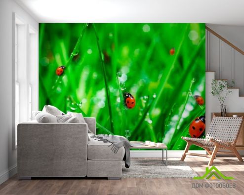 выбрать Фотообои Трава,божья коровка Фотообои Фотообои Природа: горизонталная, горизонтальная, зелений, зеленый ориентация на стену