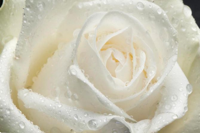 Фотообои Роза белая крупным планом