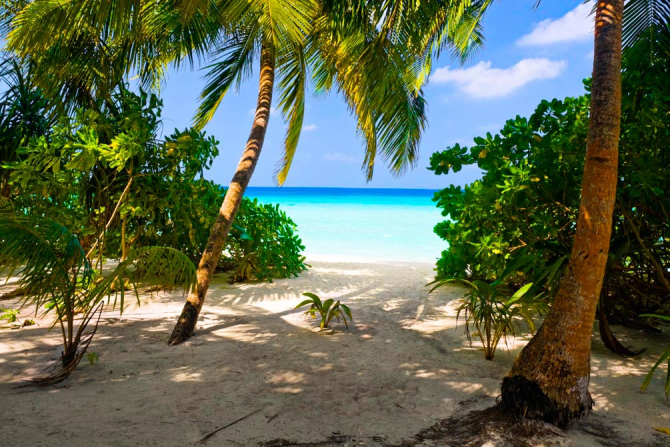 Фотообои Заросли на пляже