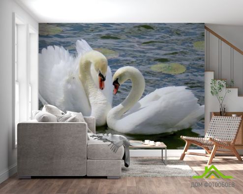 выбрать Фотообои два лебедя Фотообои, цвет: «горизонталная, горизонтальная» на стену