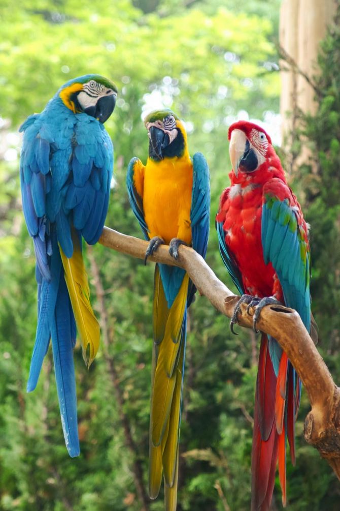 Фотообои три попугая