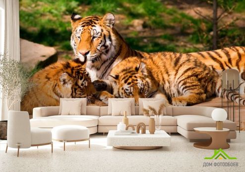 выбрать Фотообои Семья тигров Фотообои Фотообои Животные: фото, зелений, зеленый  на стену