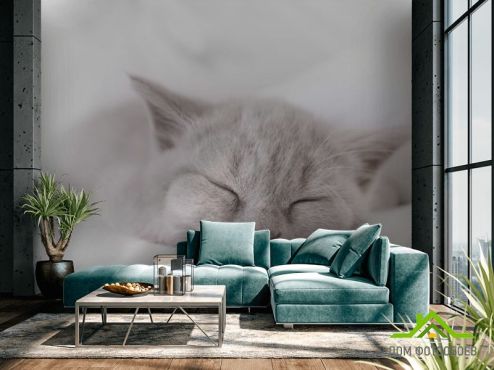 выбрать Фотообои серый котёнок спит Фотообои Коты на стену