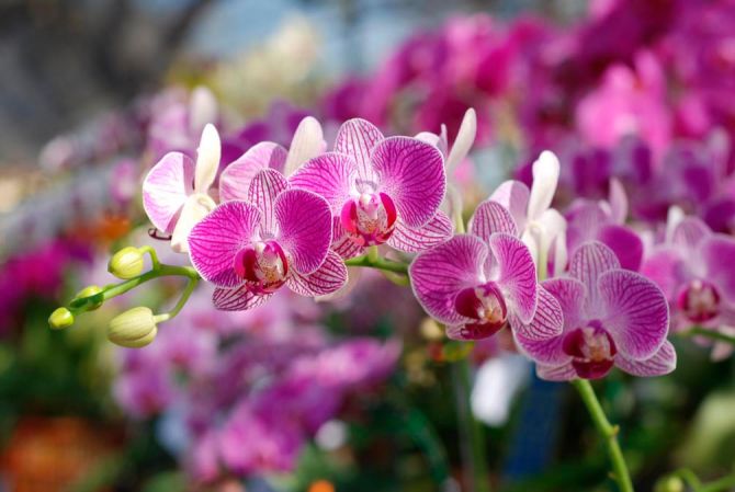 Фотообои Розовые орхидеи цветут