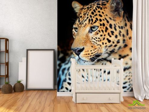 выбрать Фотообои Ленивый гепард Фотообои Фотообои Животные: Гепарды, фото на стену