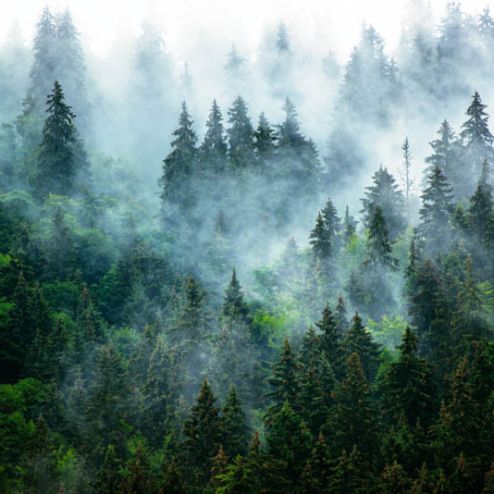 выбрать Фотообои лес в тумане Зеленые фотообои на стену