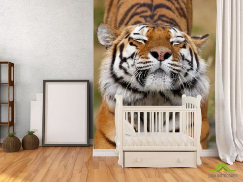 выбрать Фотошпалери тигр потягується Фотошпалери Тварини на стіну