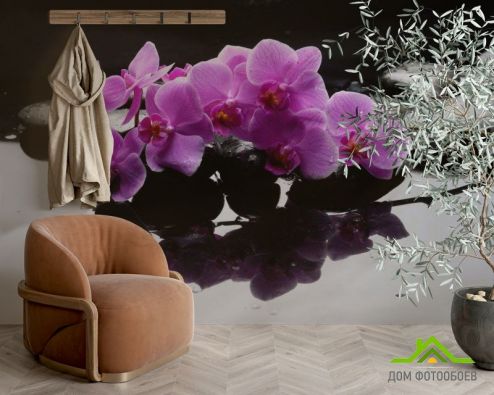 выбрать Фотошпалери Гілка орхідеї на каменях Фотошпалери Фотошпалери Орхідеї: фото  на стіну