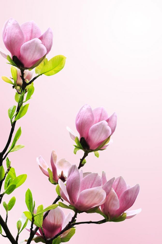 Фотообои ветка с розовыми цветочками