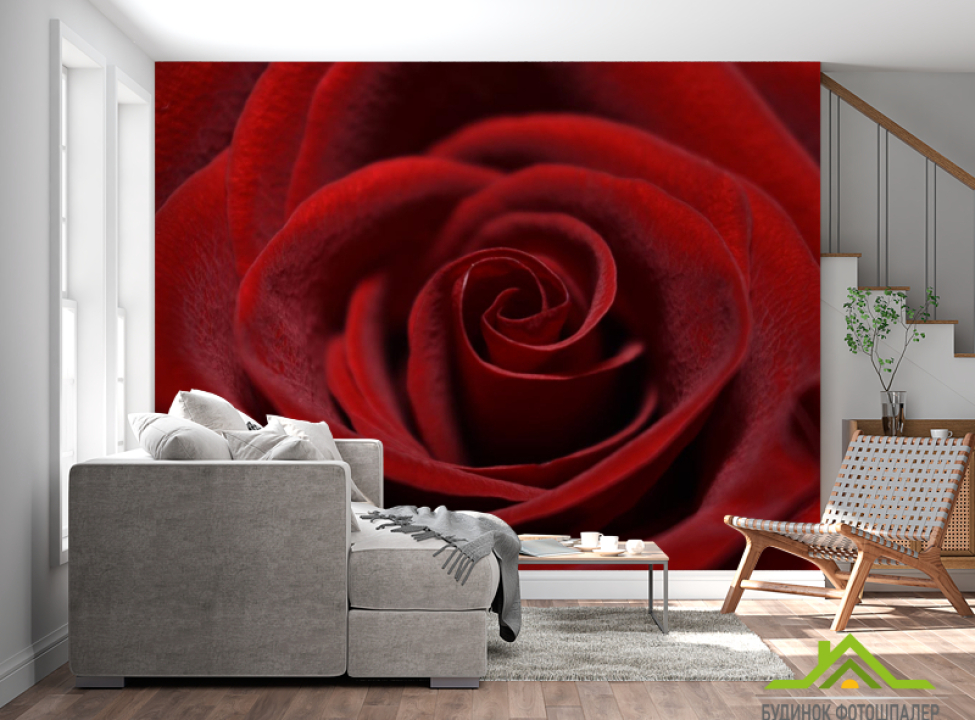 выбрать Фотообои красная бархатная роза Каталог фотообоев на стену