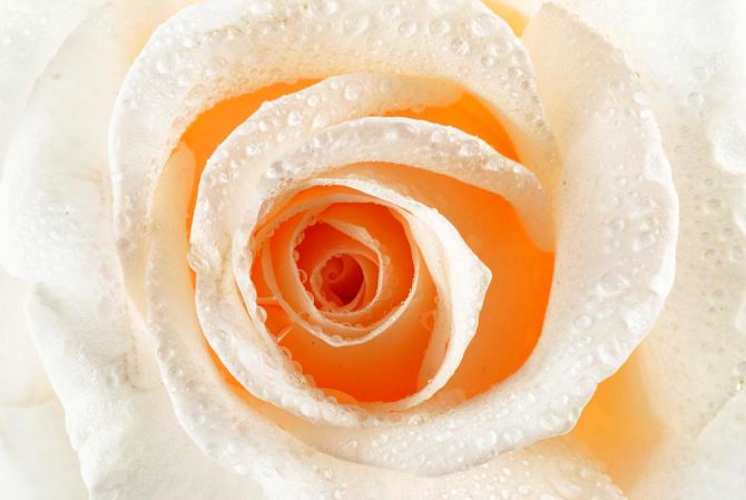 Фотошпалери Кремова троянда макро-зйомка