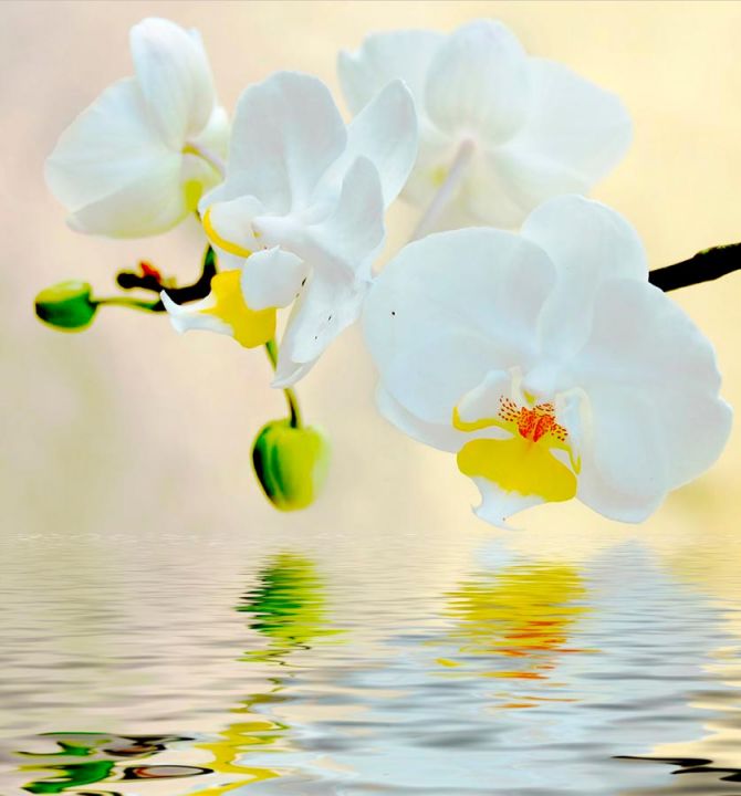 Фотообои Белоснежные орхидеи в воде