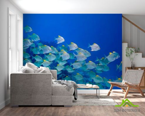 выбрать Фотошпалери Зграя риб Фотошпалери Фотошпалери Тварини: фото, блакитний  на стіну