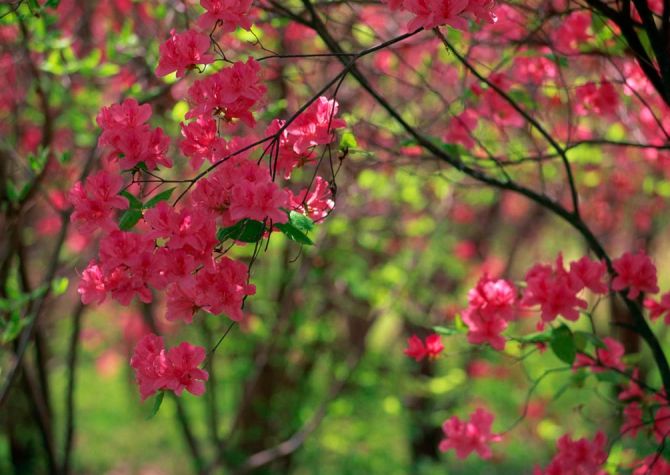 Фотошпалери Квітучий кипарис