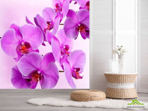 выбрать Фотообои Веточка сиреневых орхидей Фотообои Фотообои Орхидеи: квадратная ориентация на стену