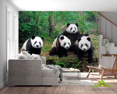 выбрать Фотообои Панды в лесу Фотообои Фотообои Животные: горизонталная, горизонтальная, фото ориентация на стену
