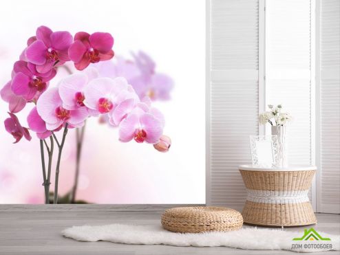 выбрать Фотообои Белые и розовые орхидеи Фотообои Фотообои Орхидеи: фото, квадратная  на стену