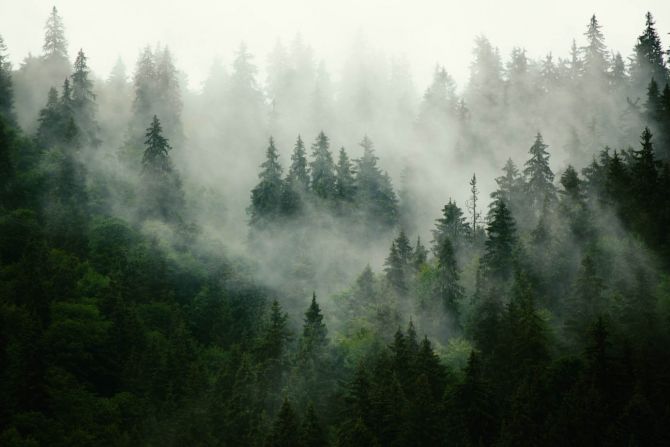 Фотошпалери Туманний ліс