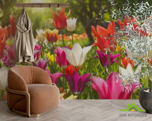 выбрать Фотообои Остроконечные тюльпаны Фотообои Фотообои Тюльпаны: фото, разноцветный  на стену