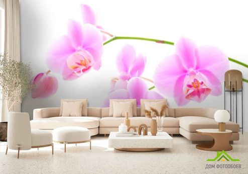 выбрать Фотообои Орхидеи распустились Фотообои Фотообои Цветы:  на стену