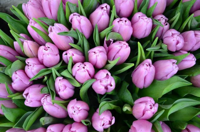 Фотошпалери Букет фіолетових тюльпанів