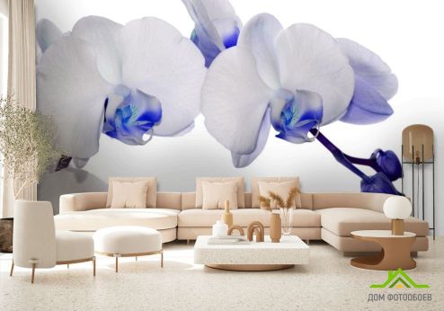 выбрать Фотообои орхидеи белые с синим Фотообои Цветы на стену