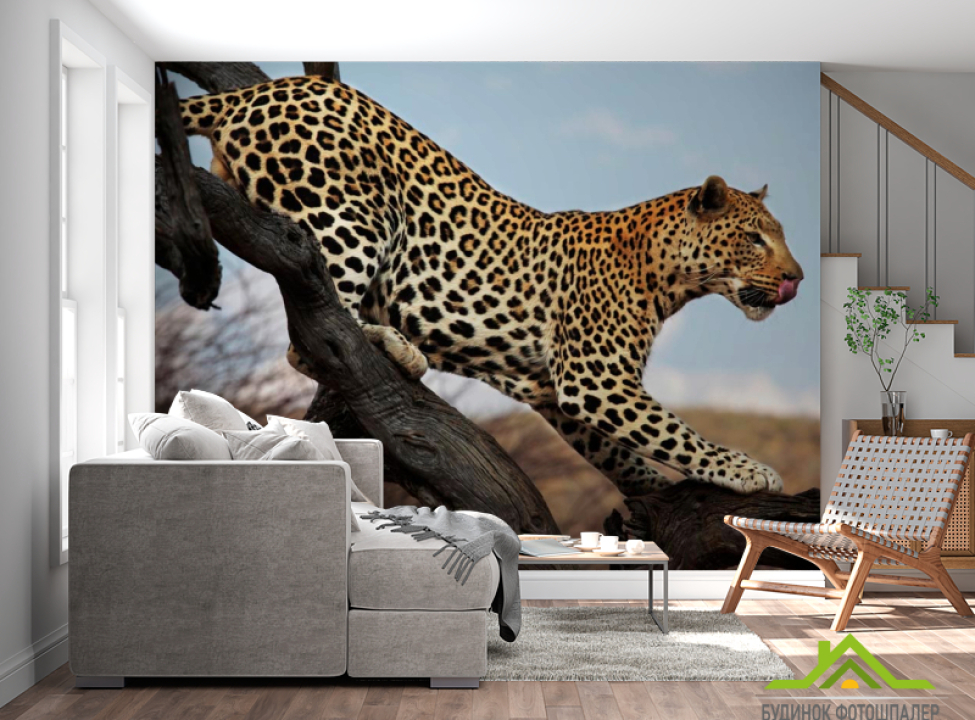 выбрать Фотообои Охотящийся гепард Каталог фотообоев на стену