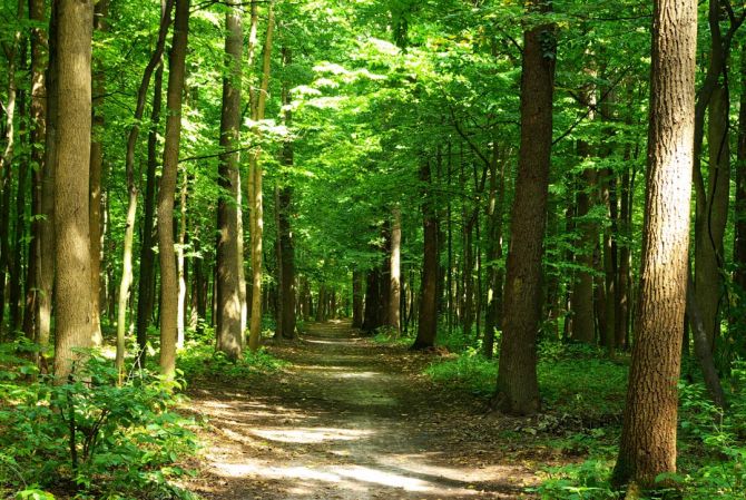 Фотообои зеленый лес
