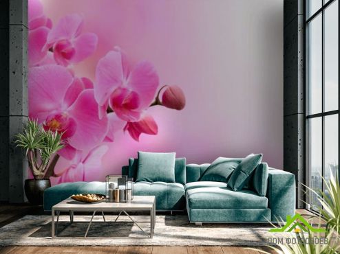 выбрать Фотообои Орхидеи розового оттенка Розовые фотообои на стену
