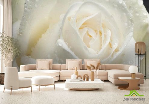 выбрать Фотообои Роза белая крупным планом Фотообои Розы на стену