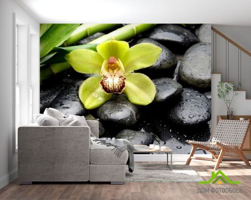 выбрать Фотообои Зеленая орхидея, камни Фотообои Фотообои Цветы: горизонталная, горизонтальная, черный ориентация на стену