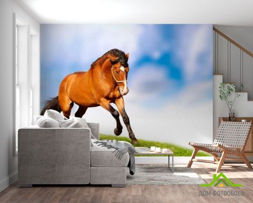 выбрать Фотообои Гарцующий конь Фотообои Фотообои Животные: горизонталная, горизонтальная ориентация на стену