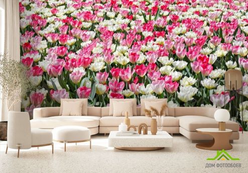 выбрать Фотошпалери Поле різнокольорових тюльпанів Фотошпалери Фотошпалери Квіти: фото  на стіну