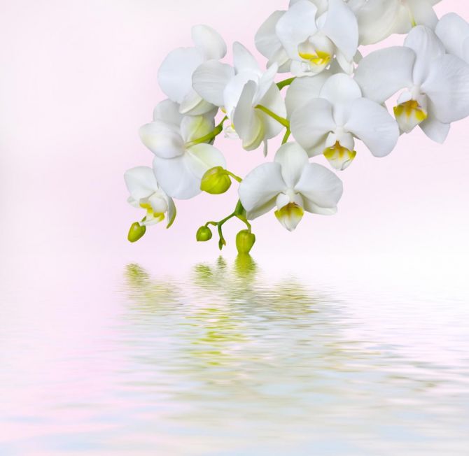 Фотообои белая орхидея над водой