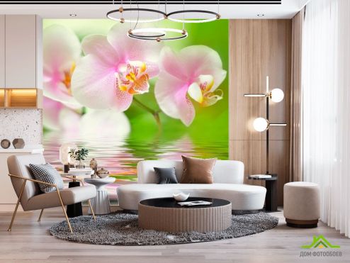 выбрать Фотообои Орхидеи розово-белые Фотообои Орхидеи на стену