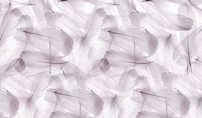 Фотообои Фиолетовые перья